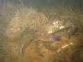 Noordzee Krab